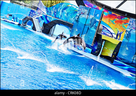 Sea World Orlando - Shamu et les orques effectuer leur spectacle Banque D'Images