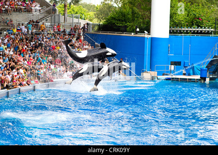 Sea World Orlando - Shamu et les orques effectuer leur spectacle Banque D'Images