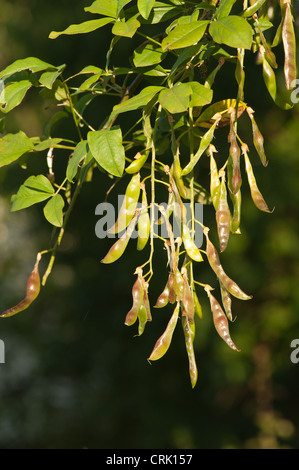 Graines de légumineuses toxiques hanging off arbre Laburnum télévision aplati cas Banque D'Images