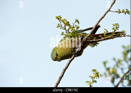 Perruche, Conure Austral Austral ou Perruche émeraude (Enicognathus ferrugineus) sur l'Hêtre antarctique (Nothofagus antarctica) Banque D'Images