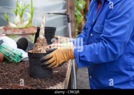 La plantation d'un jardinier CRINUM powellii bulbes dans un pot en plastique noir Banque D'Images