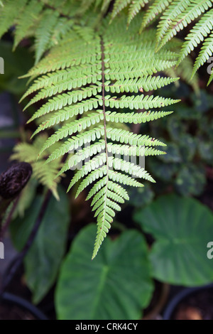 Dicksonia squarrosa (fougère arborescente, Nouvelle Zélande fougère arborescente) Feuilles Banque D'Images