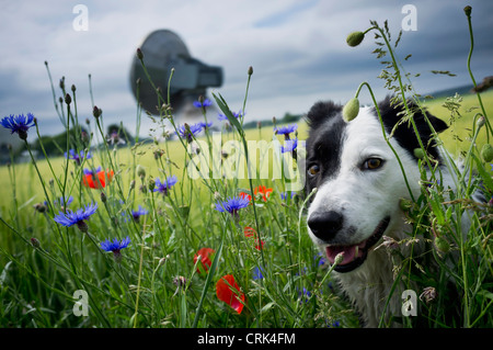 Dog walking in tall grass Banque D'Images