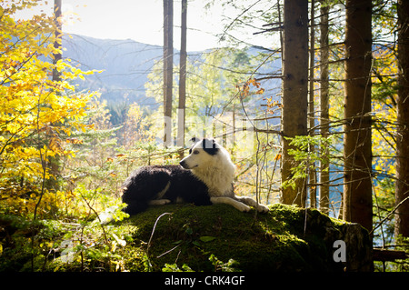 Dog sitting on rock en forêt moussue Banque D'Images