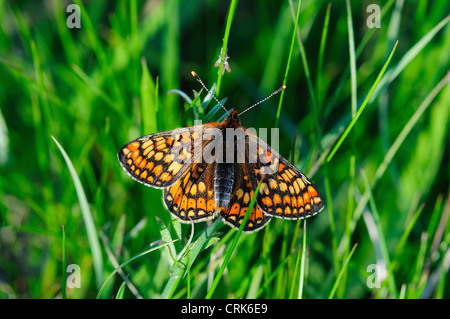 Un marsh fritillary butterfly au repos UK Banque D'Images