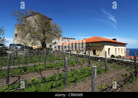 La vigne à Mylopotamos, au Mont Athos, en Grèce. Banque D'Images