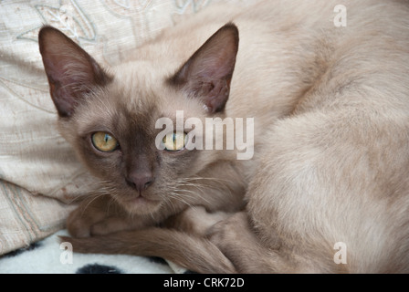 Birman chocolat chaton asiatique close up Banque D'Images