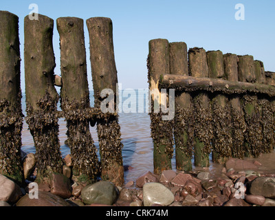 Les défenses maritimes en bois ancien, Porlock Weir, Somerset, UK Banque D'Images