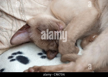 Birman chocolat chaton asiatique close up Banque D'Images