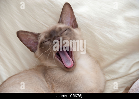 Birman chocolat chaton asiatique close up Banque D'Images