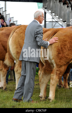 L'inspection juge Race Limousin au Royal Highland Show à Édimbourg. Banque D'Images