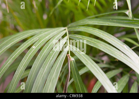 Le palmier Kentia ou trithrinax (Howea forsteriana) Banque D'Images