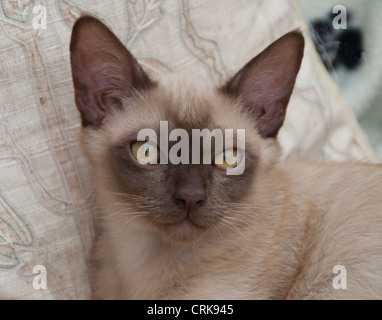 Birman chocolat chaton asiatique close up Banque D'Images