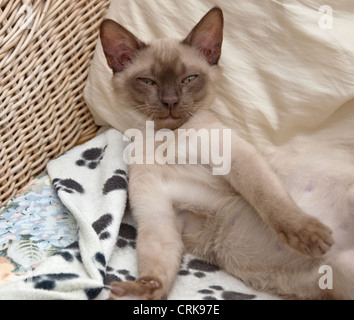 Birman chocolat chaton asiatique close up Banque D'Images