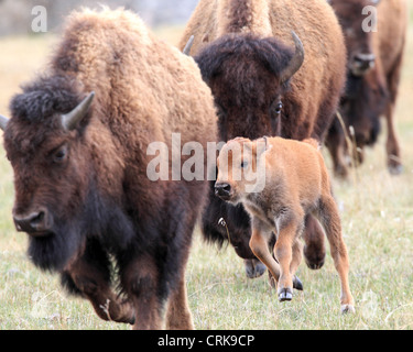 Le bison d'Amérique (Bison bison) vaches et veau nouveau-né dans la Lamar Valley Parc National de Yellowstone, Wyoming, USA Banque D'Images