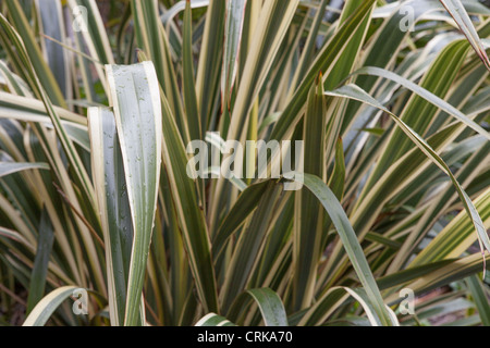 Phormium tenax lin de Nouvelle-Zélande - Banque D'Images