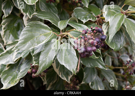 Hedera helix (lierre, Lierre) est une espèce d'ivy indigènes de la plupart de l'Europe et l'Asie occidentale. Banque D'Images