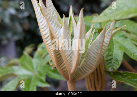 Tetrapanax papyrifer 'Rex'. L'usine de papier de riz. Banque D'Images