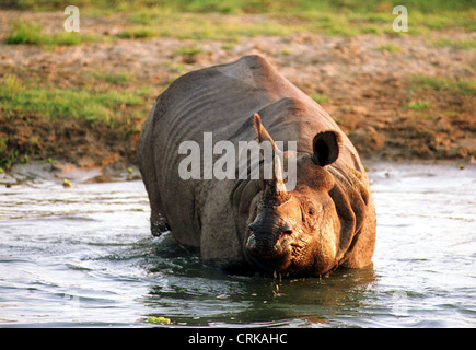 Un rhinocéros indien au parc national de Chitwan au Népal Banque D'Images