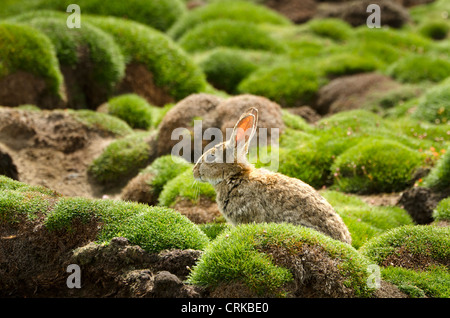 Lapin sauvage entre MOSS sur les puffins des terriers, Skokholm island Wales UK Banque D'Images