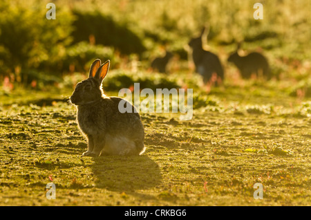 Les lapins sauvages contre les faibles rayons du soleil du soir sur l'île de Skokholm UL Pembrokeshire Banque D'Images