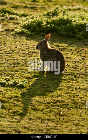 Un seul lapin sauvage contre les faibles rayons du soleil du soir sur l'île de Skokholm UL Pembrokeshire Banque D'Images