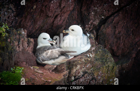 Les fulmars nicheurs sur des rochers de grès rouge Skokholm Pembrokeshire Wales UK island Banque D'Images