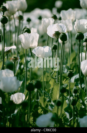 Papaver somniferum, coquelicot, le pavot à opium Banque D'Images