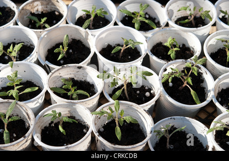 Les jeunes de plus en plus les tomates vertes du sol Banque D'Images