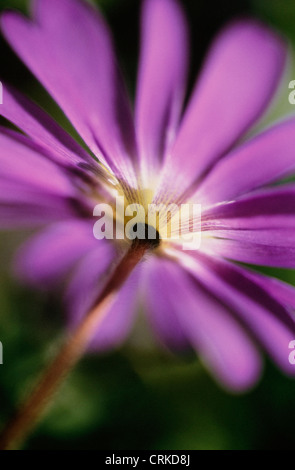 Anemone blanda, Anemone Banque D'Images