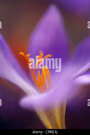 Colchicum, crocus d'automne. Close up of fleur pourpre avec des étamines jaunes. Banque D'Images