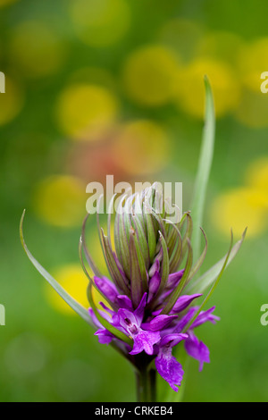 Fleur d'un marais du sud ouest (Dactylorhiza praetermissa) Banque D'Images