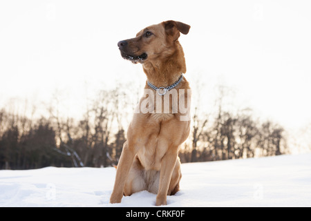 Dog sitting in snow Banque D'Images