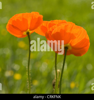 Papaver croceum, Papaver nudicale, coquelicot, pavot d'Islande Banque D'Images