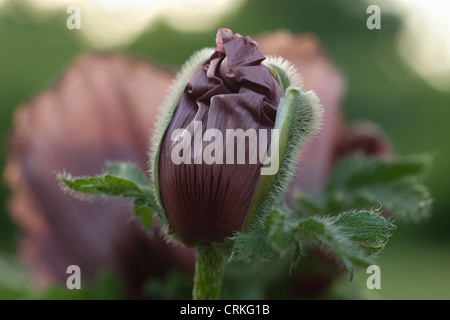 Papaver orientale 'Patty's Plum', coquelicot, pavot d'Orient Banque D'Images