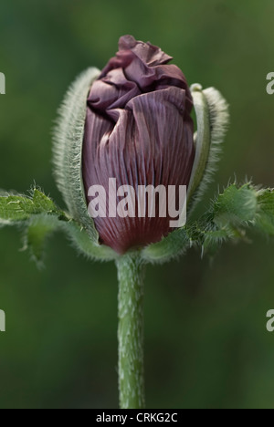 Papaver orientale 'Patty's Plum', coquelicot, pavot d'Orient Banque D'Images