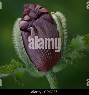 Papaver orientale 'Patty's Plum', coquelicot, pavot d'Orient Banque D'Images