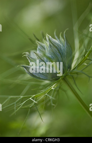 Nigella damascena persan 'Bijoux', l'amour-dans-un-mist Banque D'Images