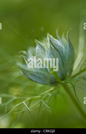 Nigella damascena persan 'Bijoux', l'amour-dans-un-mist Banque D'Images