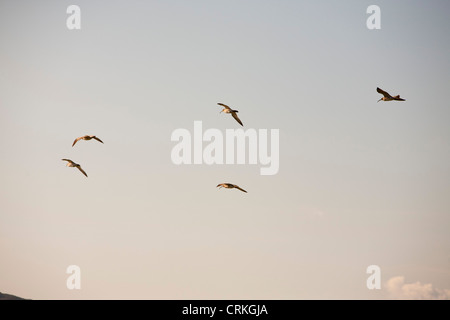 Un troupeau de Courlis corlieu (Numenius phaeopus) la migration vers le nord sur l'île de Eigg, Ecosse, Royaume-Uni. Banque D'Images