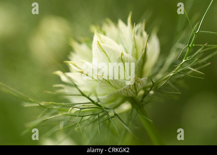 Nigella damascena persan 'Bijoux', l'amour-dans-un-mist Banque D'Images