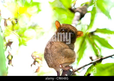 Centre des visiteurs de tarsier corella bohol philippines Banque D'Images