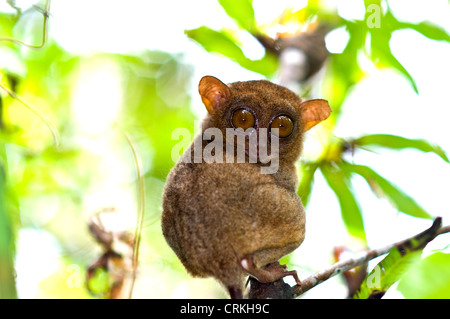 Centre des visiteurs de tarsier corella bohol philippines Banque D'Images