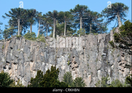 Monkey-puzzle arbre (Araucaria araucana) croissant sur le haut de la falaise près du lac Moquehue Buenos Aires Argentine Amérique du Sud Banque D'Images