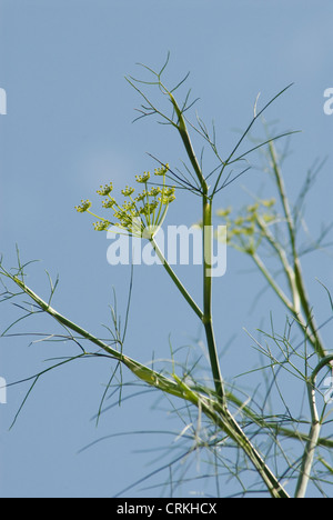 Foeniculum vulgare, le fenouil Banque D'Images