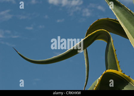 Agave americana marginata, l'Agave Banque D'Images