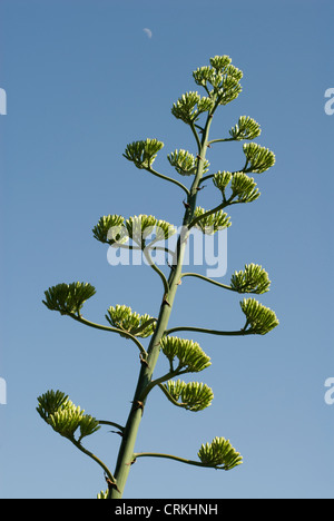 Agave americana marginata, l'Agave Banque D'Images