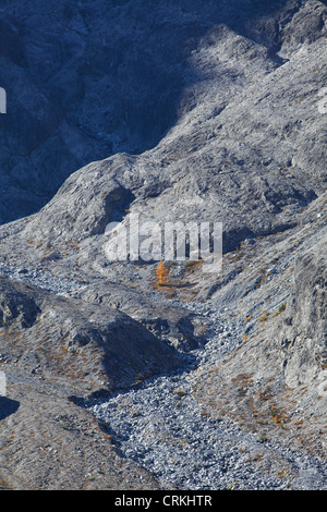 Mélèze solitaire arbre pousse sur la pente d'Madatschspitze inhospitalier, Trafoi vally, près de le col du Stelvio, Italie Banque D'Images