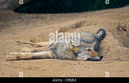 Le loup (canis lupus) juvenile Banque D'Images