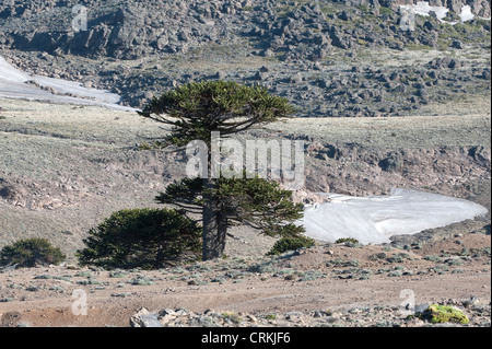 Monkey-puzzle Arbre (Araucaria araucana) 13 Route de la Villa Puhuenia à Zapala Neuquen Argentine Amérique du Sud Banque D'Images